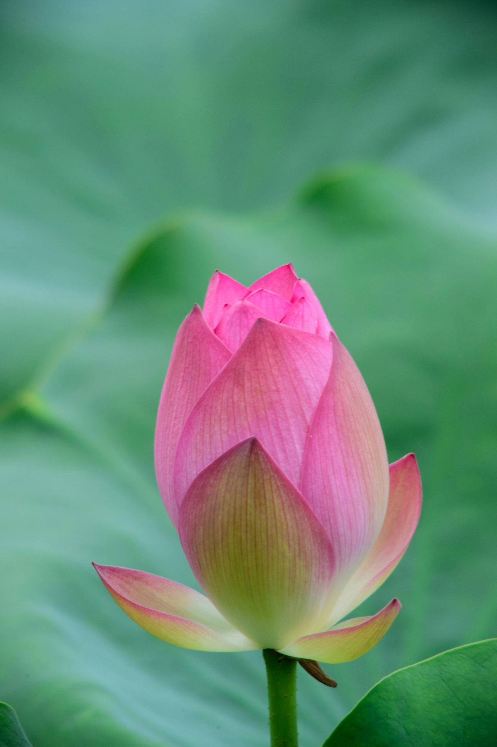 Close-up of a pink lotus bud against vibrant green leaves, symbolizing tranquility and purity.